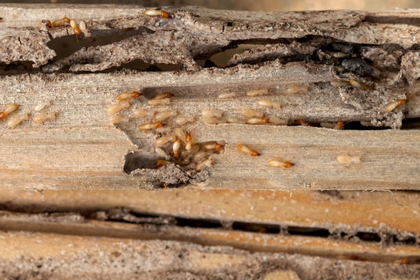 Best Pest Control Near Me in Redstone Arsenal, AL
