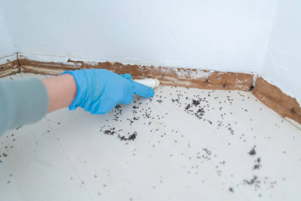 Best Rat Extermination Near Me  in Redstone Arsen, AL